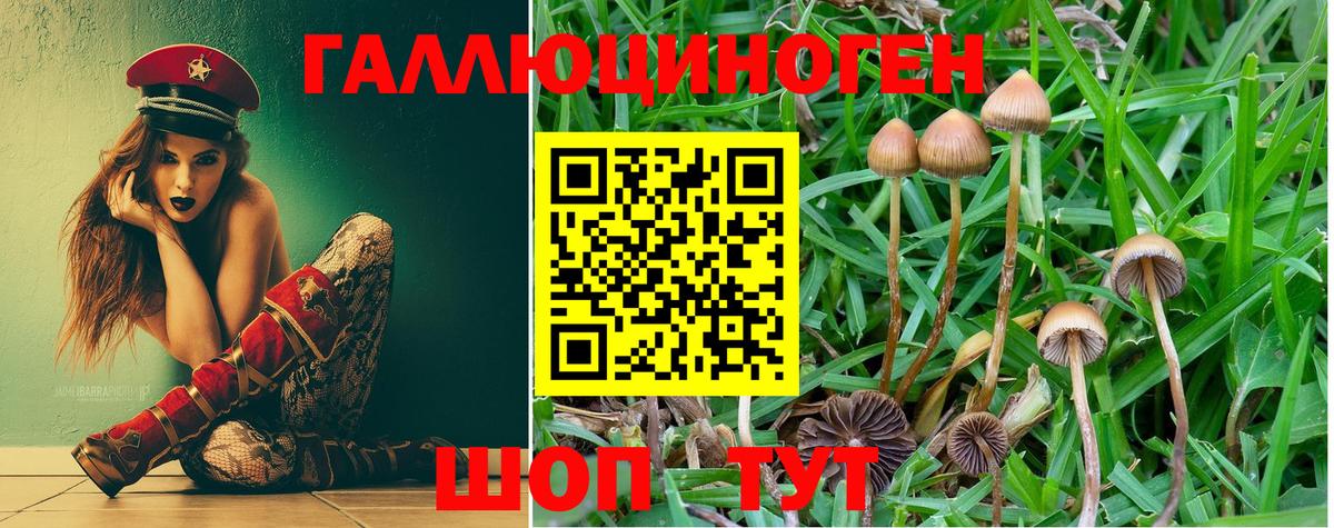 Шадринск  Галлюциногенные грибы Psilocybe  Вход с VPN 
